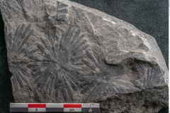 Foto (Detailansicht) von Plantae indet.  (NHMW-GEO-2024-0188-11524)